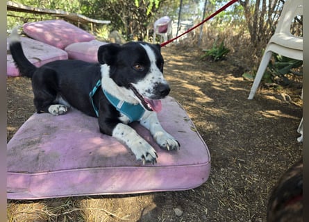 Gangi: großer Herzensbrecher auf kleinen Pfoten