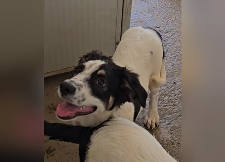 Joschi: kleiner Fratz sucht Kuschelplatz