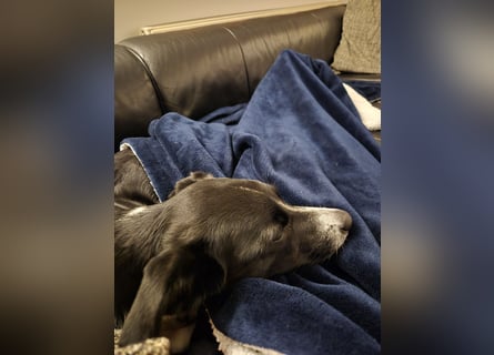Stella (5 Jahre) - verschmuste Border-Collie-Mix-Hündin sucht ruhiges Zuhause