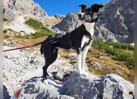 Stella (5 Jahre) - verschmuste Border-Collie-Mix-Hündin sucht ruhiges Zuhause