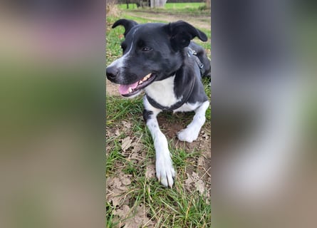 Stella (5 Jahre) - verschmuste Border-Collie-Mix-Hündin sucht ruhiges Zuhause