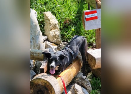 Stella (5 Jahre) - verschmuste Border-Collie-Mix-Hündin sucht ruhiges Zuhause