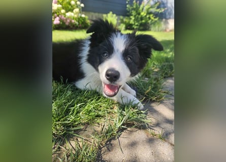 BORDER COLLIE Welpe Blossom
