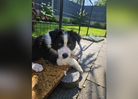 BORDER COLLIE Welpe Blossom