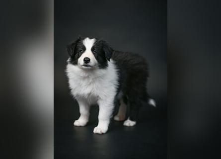 BORDER COLLIE Welpe Blossom