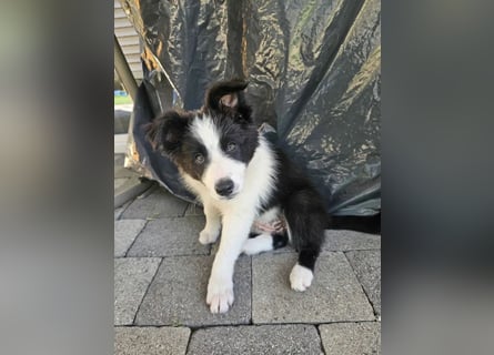 BORDER COLLIE Welpe Blossom