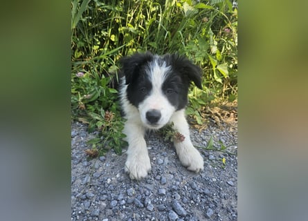 BORDER COLLIE Welpe Blossom