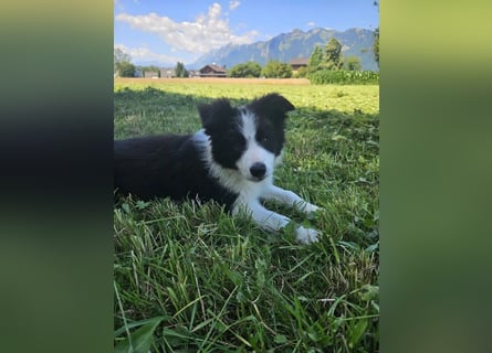 BORDER COLLIE Welpe Blossom