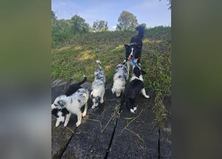BORDER COLLIE Welpe Blossom
