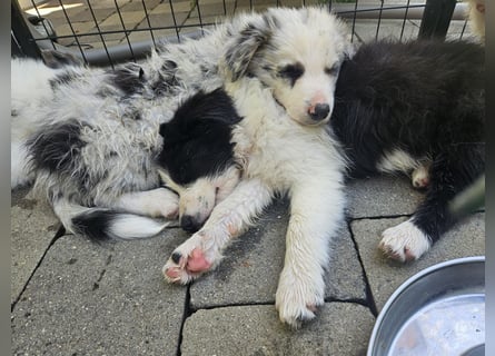 BORDER COLLIE Welpe Blossom