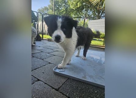 BORDER COLLIE Welpe Blossom
