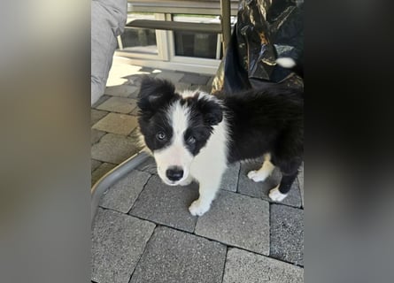 BORDER COLLIE Welpe Blossom