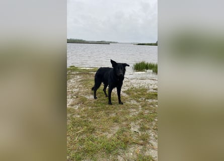 Yaro sucht ein neues Zuhause