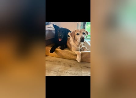 Yaro sucht ein neues Zuhause