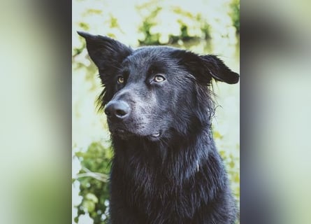 Yaro sucht ein neues Zuhause