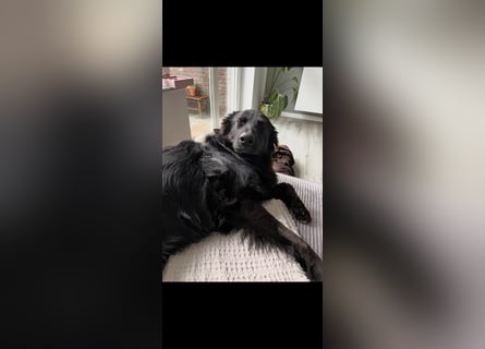 Yaro sucht ein neues Zuhause