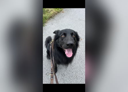 Yaro sucht ein neues Zuhause