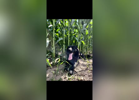 Yaro sucht ein neues Zuhause