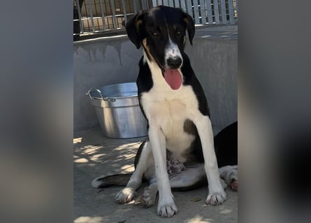 Shiloh: will lernen, spielen, schmusen