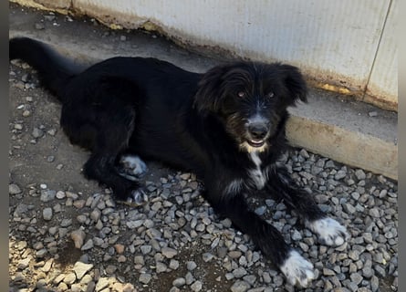 Pumba: ein Schatz mit Kuschelbedürfnis