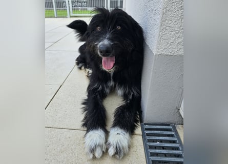 Pumba: perfekter Familienhund