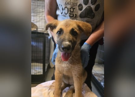 Pumba: liebt Kinder, Hunde, Katzen