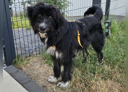 Pumba: liebt Kinder, Hunde, Katzen