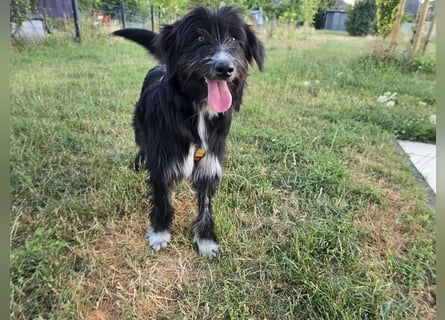 Pumba: liebt Kinder, Hunde, Katzen
