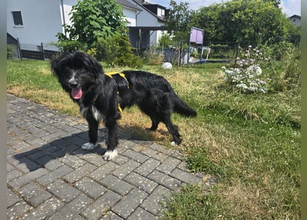 Pumba: perfekter Familienhund