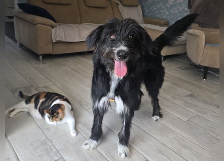 Pumba: perfekter Familienhund