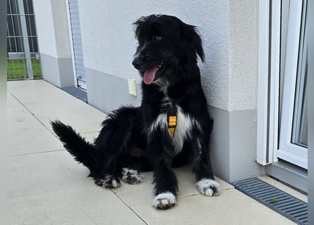 Pumba: perfekter Familienhund