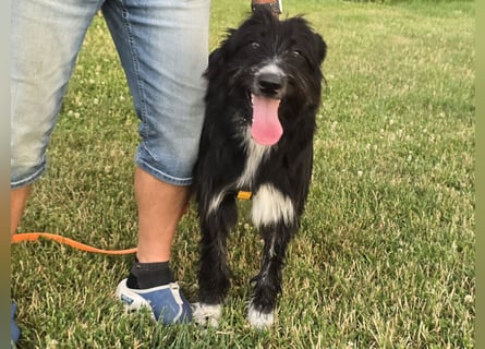 Pumba: perfekter Familienhund