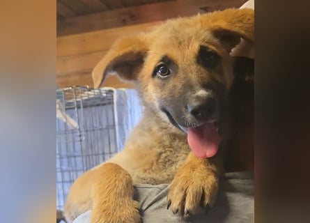 Pumba: liebt Kinder, Hunde, Katzen
