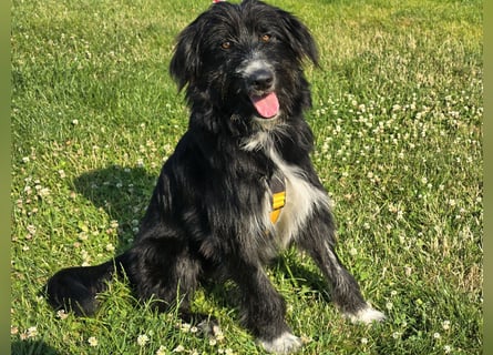 Pumba: perfekter Familienhund