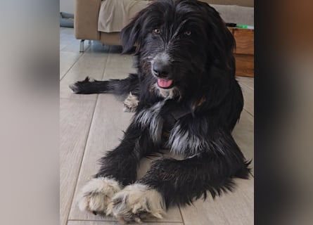 Pumba: liebt Kinder, Hunde, Katzen
