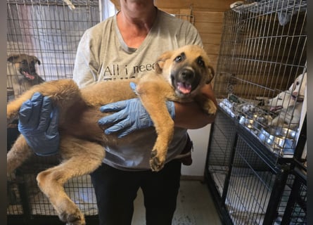 Pumba: liebt Kinder, Hunde, Katzen