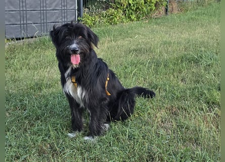 Pumba: liebt Kinder, Hunde, Katzen