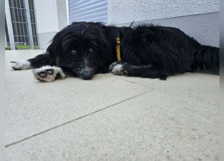Pumba: perfekter Familienhund