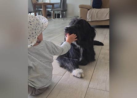 Pumba: liebt Kinder, Hunde, Katzen