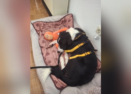 Seb: spielen, lernen, schmusen