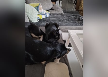 Border Collie–Husky-Mix Rüde (2021) freundlich & aktiv, verschiedene Augenfarben