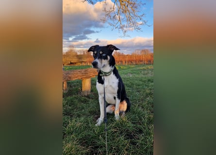 Border Collie–Husky-Mix Rüde (2021) freundlich & aktiv, verschiedene Augenfarben