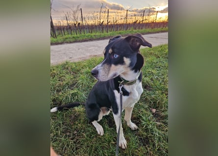 Border Collie–Husky-Mix Rüde (2021) freundlich & aktiv, verschiedene Augenfarben