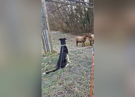 Border Collie–Husky-Mix Rüde (2021) freundlich & aktiv, verschiedene Augenfarben