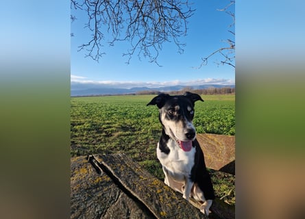 Border Collie–Husky-Mix Rüde (2021) freundlich & aktiv, verschiedene Augenfarben