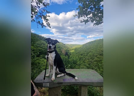 Border Collie–Husky-Mix Rüde (2021) freundlich & aktiv, verschiedene Augenfarben