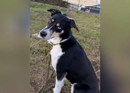 Border Collie–Husky-Mix Rüde (2021) freundlich & aktiv, verschiedene Augenfarben