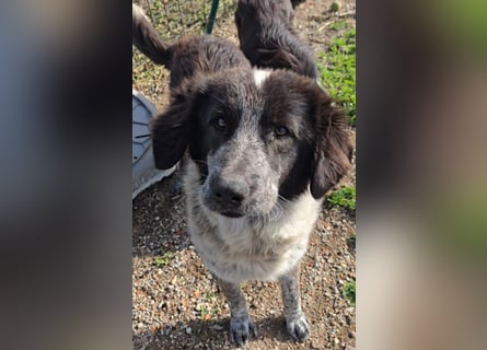 Tiziano: Körbchen gesucht um schmerzfrei zu sein