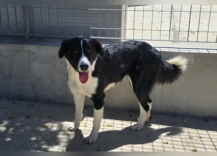 Saturday: ein Traum für Border-Collie-Freunde