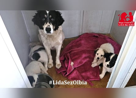 Jiva: auch Hundemamas brauchen Liebe